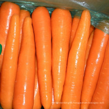 2016 Chinese New Crop Carrot with Lowest Price
